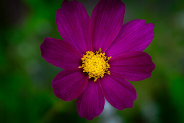 Obraz premium Pink Coneflower in Bloom with Soft Natural Lighting