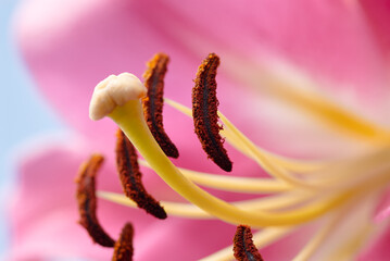Extreme Macro Shot of Flower's Stamen and Pollen Details