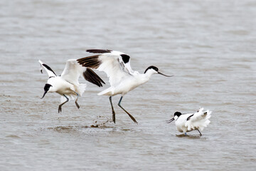 Avocets