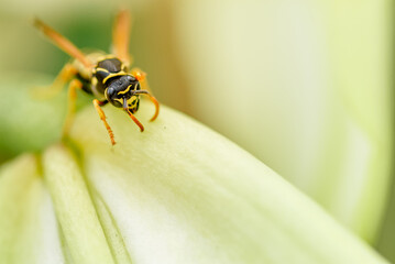 Macro Close-Up of a Wasp on a Light Colored Flower Petal