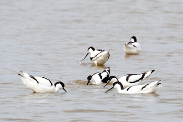 Avocets