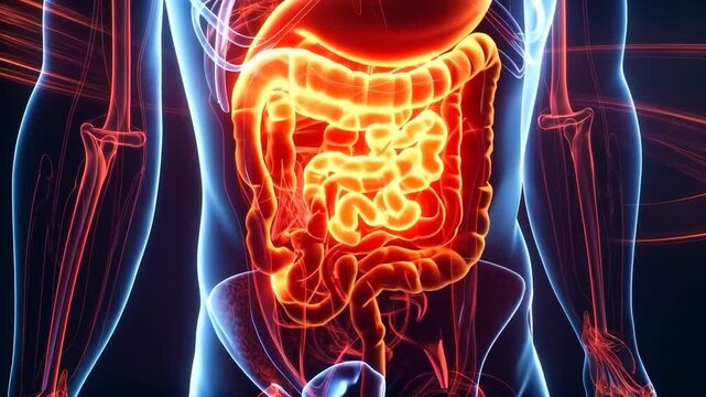 A glowing visualization of the human digestive system is displayed inside a transparent body outline. Concept of digestion and human anatomy.