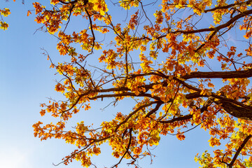 Golden oak leaves glow against blue sky, half-fallen with sunlight filtering through their intricate veins. Majestic autumn moment. Moscow, Russia.

