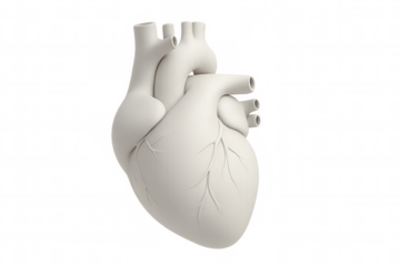 Realistic 3d rendering of a white human heart, showcasing its intricate details and arteries on a transparent background