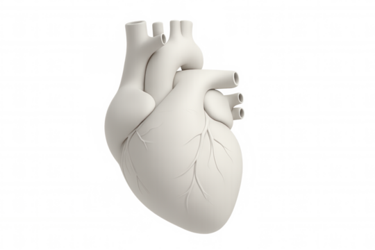 Realistic 3d rendering of a white human heart, showcasing its intricate details and arteries on a transparent background