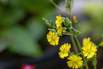 Barba-de-falc&atilde;o (Youngia japonica). Flor amarela.
