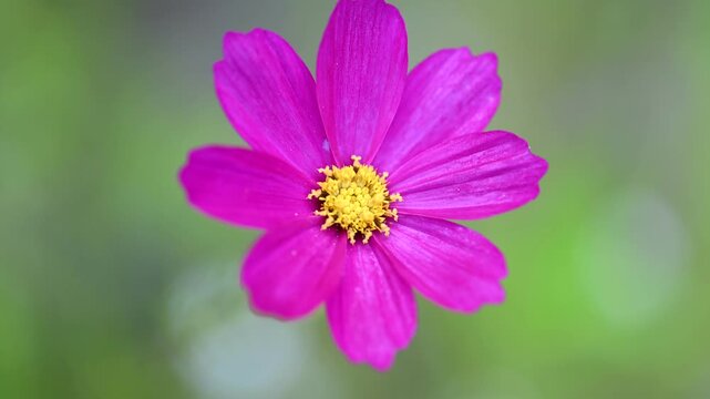 Pink Coneflower Swaying in Summer Breeze &ndash; 4K Nature Video