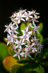 Jade Plant flowers (Crassula ovata)