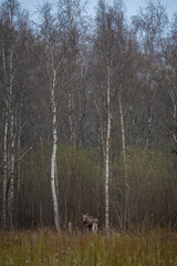 Young moose standing at the edge of a birch forest in Estonia. Bare trunks rise vertically, their...