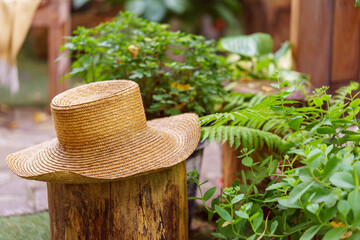 Straw garden hat rests on wooden stump surrounded by green plants. The soft background features...