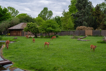 A group of young nyalas graze peacefully on a lush green field under cloudy skies at Prague Zoo....