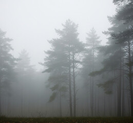 Fototapeta premium Misty pine forest with tall trees shrouded in fog