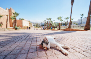 A serene image of a cat resting on a cobblestone pathway surrounded by palm trees and historical...