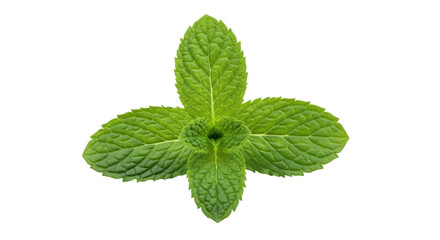 Isolated Mint leaves