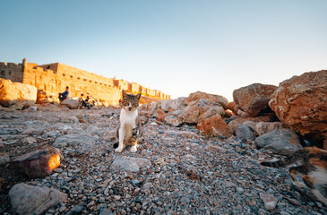 Curious cat stands on rocky ground at sunset, with ancient stone architecture in the background....