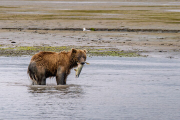 Brown bear with salmon catch in her mouth standing in the river of Lake Clark National park, Alaska