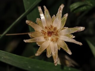 Echte Kornblume - Lateinisch Centaurea cyanus L. - Aus der Familie der Asteraceae
