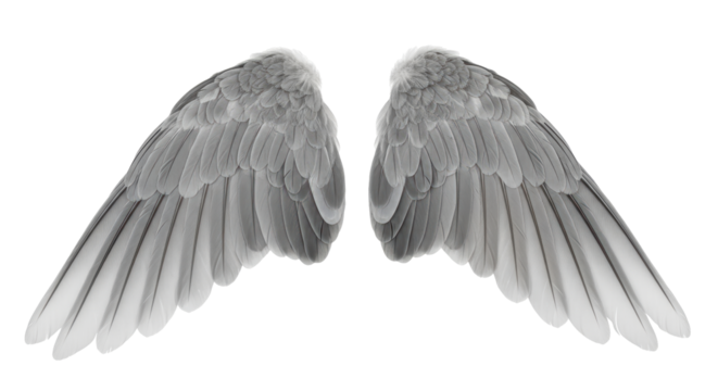 Isolated Angel Wings