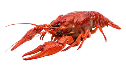 Isolated Red Crawfish