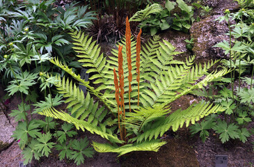 Osmundastrum asiaticum fern grows in a bed