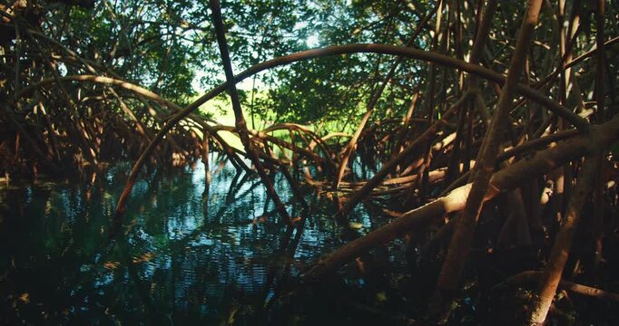 Mangrove tree roots reflect in calm blue water of cenote under tropical sunlight