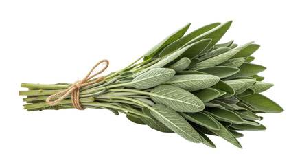 Isolated Bunch of Fresh Sage Herb