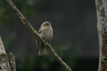 brown-headed cowbird on a branch