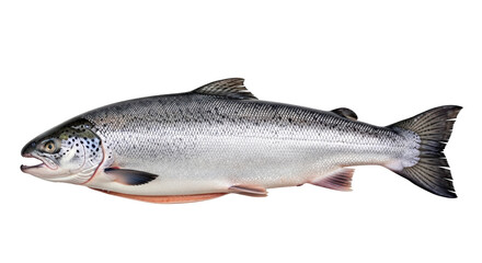 Isolated Raw Salmon Fish on White Background