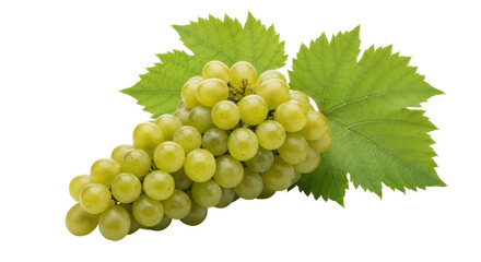 Isolated Bunch of Green Grapes