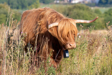 Highland Cow
