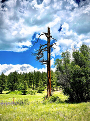 Dead Pine Tree in Colorado
