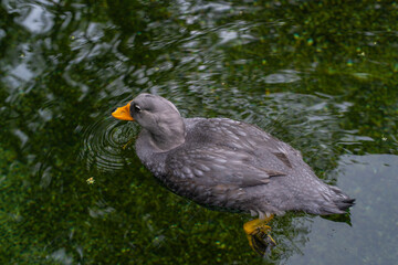 Close-up of a steamer duck swimming in clear water at Prague Zoo on a cloudy summer day. The bird’s grey plumage, bright orange beak, and yellow feet create a vivid wildlife scene.