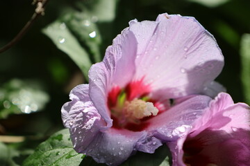 Vibrant pink and red tropical flower in the shade.
