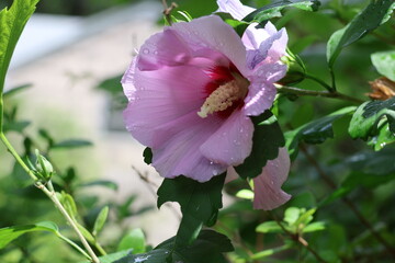 Vibrant pink and red tropical flower in the shade.