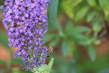 Honey Bee Pollinating a vibrant purple butterfly bush.