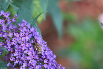 Honey Bee Pollinating a vibrant purple butterfly bush.