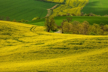 Rolling green fields of Moravia in spring, painted with colorful patches and gentle hills