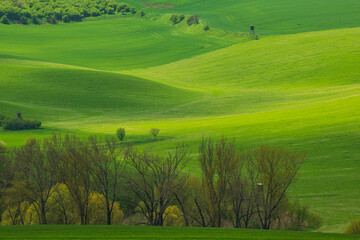 Rolling green fields of Moravia in spring, painted with colorful patches and gentle hills