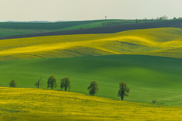 Rolling green fields of Moravia in spring, painted with colorful patches and gentle hills