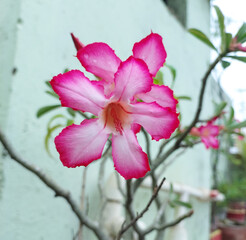 Beautiful pink flower blooming in garden, nature photography, floral wallpaper, petals and pollen