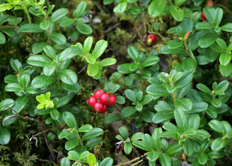 Wild lingonberries in forest - Vaccinium Vitis-Idaea: A Bush of Ripe Cowberries with Green Leaves in a Nordic Forest