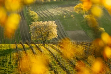 Gordijnen Tsjechië Rolling green fields of Moravia in spring, painted with colorful patches and gentle hills  © PawelUchorczak