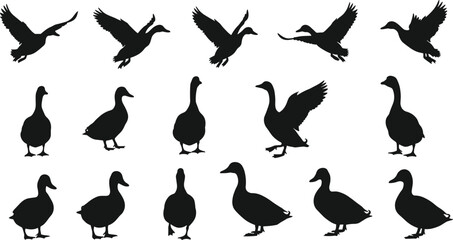 Duck silhouettes in flight, standing, walking, wildlife vector set, bird poses, nature illustration, animal shapes, black silhouettes, clipart