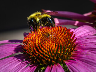 Close up image of a bee covered in pollen on a bright purple flower.