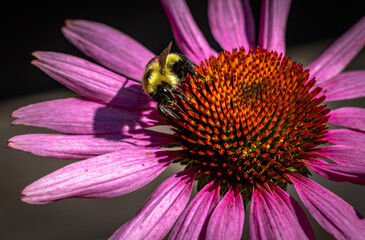 Close up image of a bee covered in pollen on a bright purple flower.
