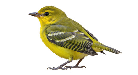 Isolated Yellow Warbler Bird