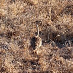 Crested bustard (Lophotis gindiana)