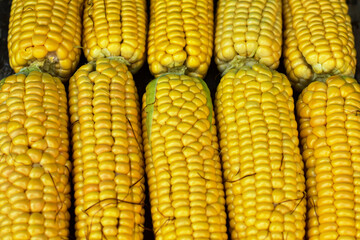 Fresh ripe corn cobs on rustic wooden table, close up. Sweet corn ears background. Group of corn cob for sale. Harvest in the village. Farm s local market.
