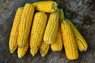 Fresh ripe corn cobs on rustic wooden table, close up. Sweet corn ears background. Group of corn cob for sale. Harvest in the village. Farm s local market.