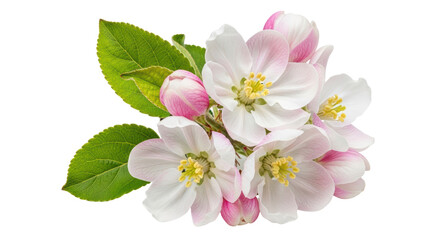 Isolated apple flowers